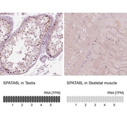 SPATA6L Antibody, Novus Biologicals:Antibodies:Primary Antibodies